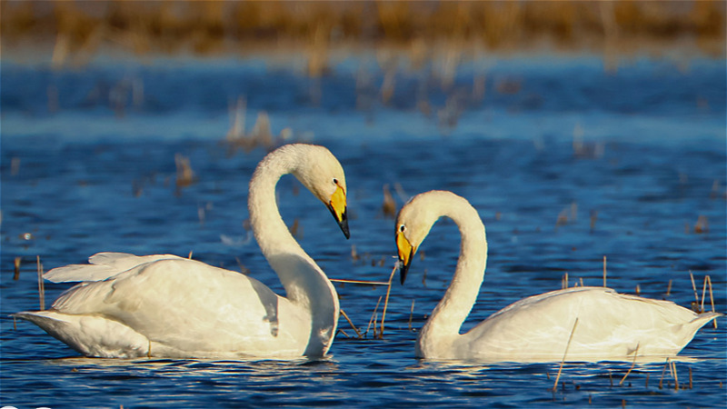 بارش‌های زمستانه به تالاب‌های آذربایجان‌غربی جان داد