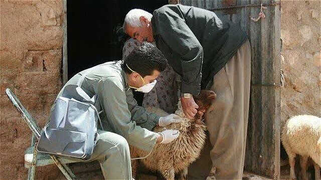 ۱۹ میلیون نوبت سر دام در آذربایجان غربی واکسینه شدند